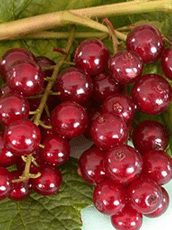 Viksne